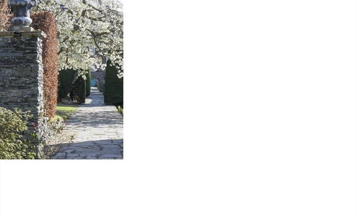 The amazing cherry blossom